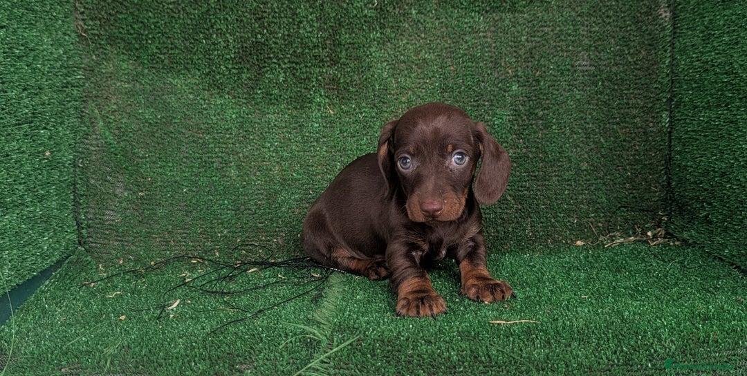 Teckel Miniatura perros en venta: Teckel miniatura  - Anuncio 10