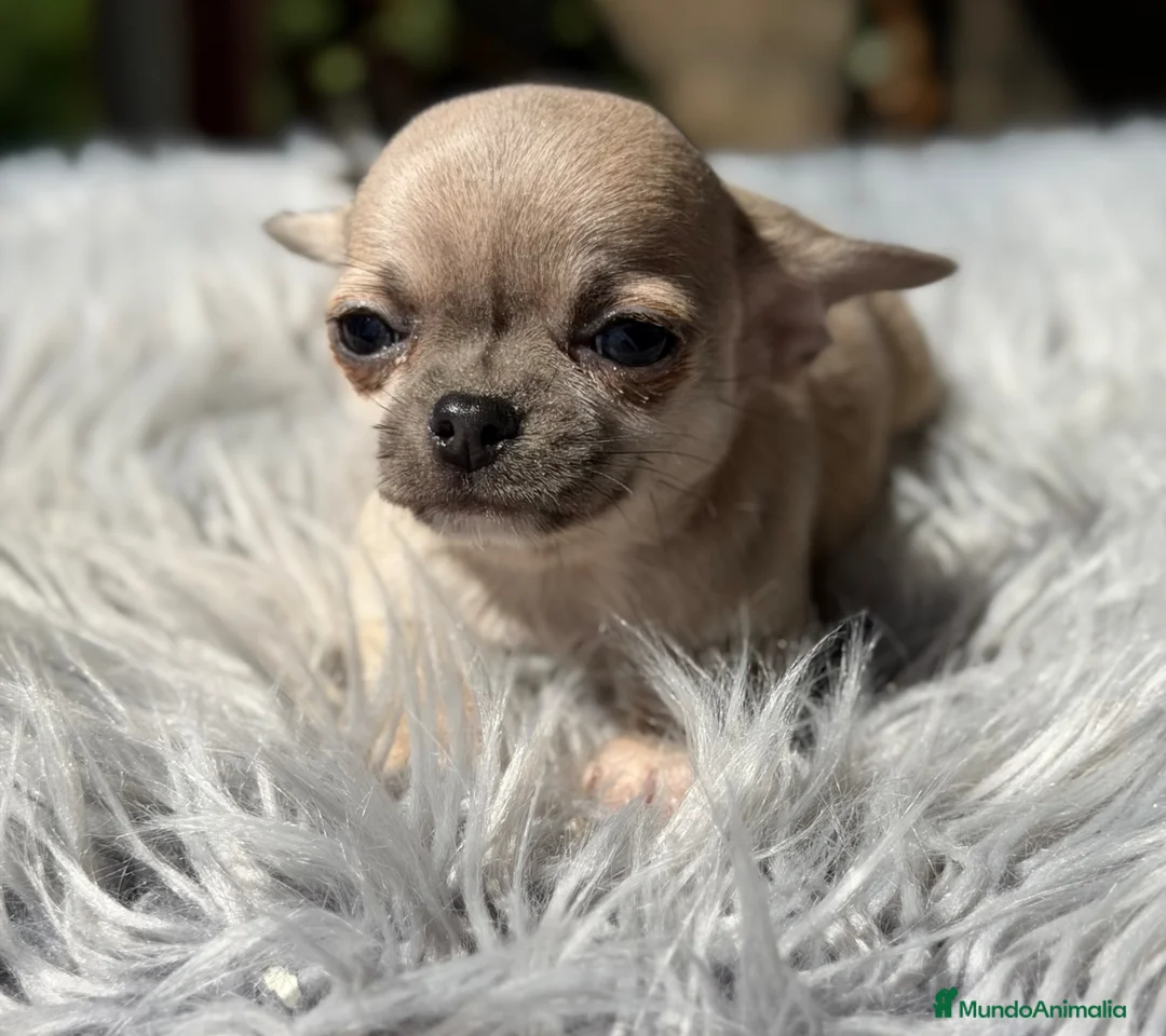 Chihuahua perros en venta: Chihuahua Minitoy  - Anuncio 2