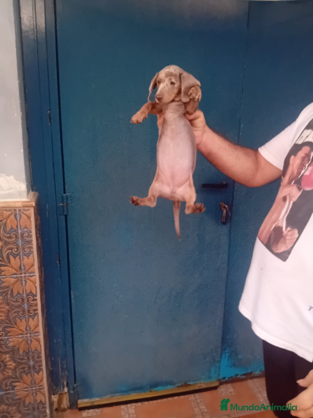 Teckel Miniatura perros en venta: ‼️hembritas de teckel kaninchen - Imagen 3