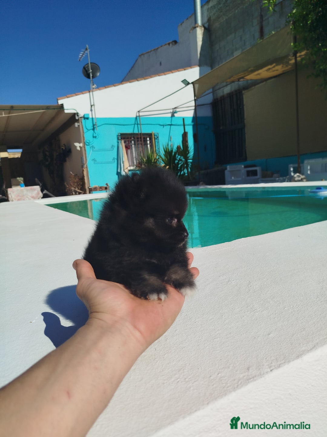 Pomerania perros en venta: Lulú de pomerania  - Imagen 3