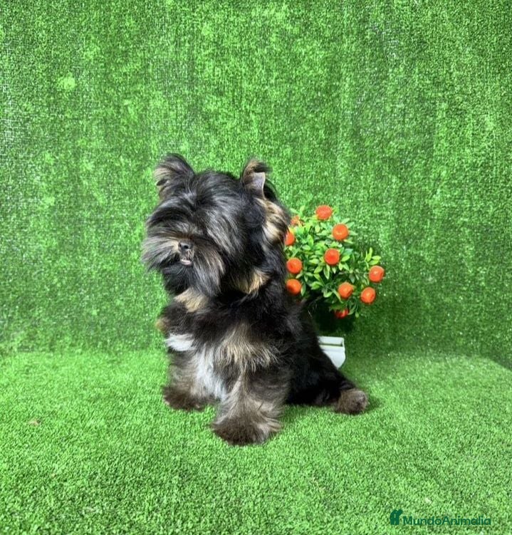 Yorkshire Terrier perros Cachorros hembras Yorkshire chocomerle - Anuncio 17