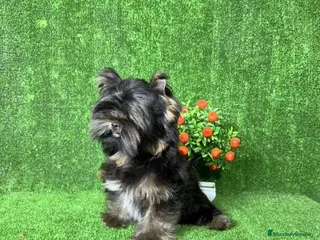 Yorkshire Terrier perros Cachorros hembras Yorkshire chocomerle - Anuncio 17
