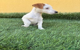 Jack Russell Terrier perros en venta: Hembra de Jack Russell  - Imagen 1