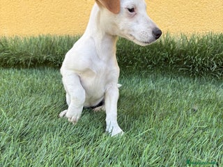Jack Russell Terrier perros - Anuncio 2