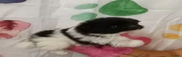 Pomerania perros en venta: Pomerania  - Anuncio 2