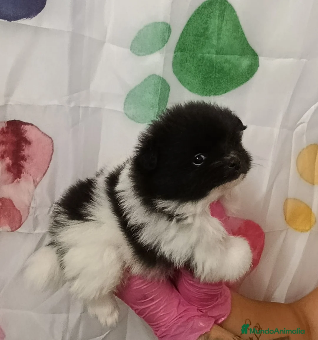 Pomerania perros en venta: Pomerania  - Anuncio 2