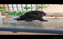 Caniche Toy perros en venta: Última hembra mini toy !!!caniche  - Anuncio 3