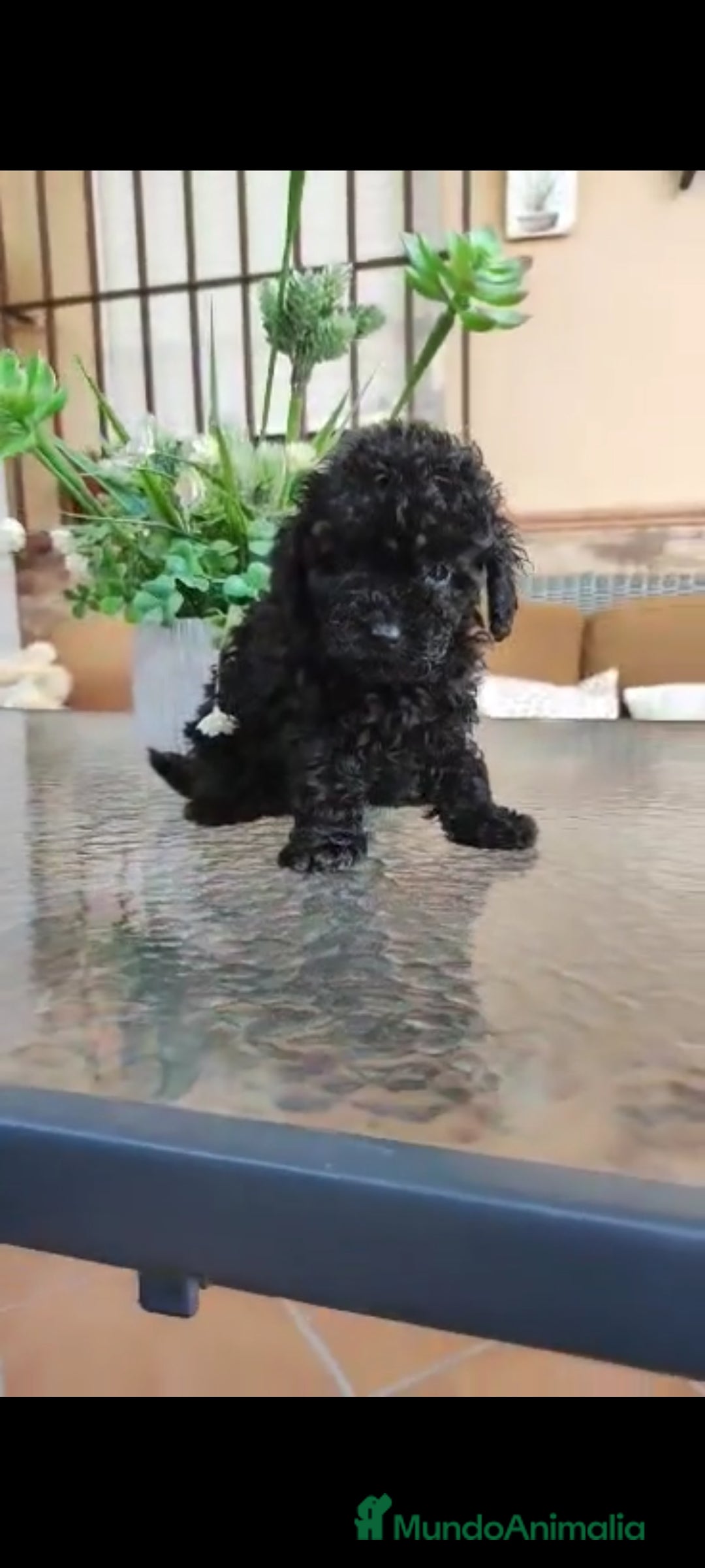 Caniche Toy perros en venta: Última hembra mini toy !!!caniche  - Anuncio 3