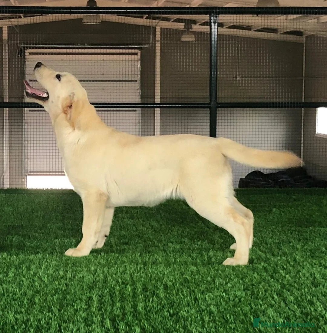 Labrador Retriever perros en venta: Labrador Retrievers amarillos  - Anuncio 8