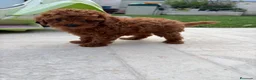 Caniche Toy perros en venta: Caniche Toy rojo - Anuncio 8