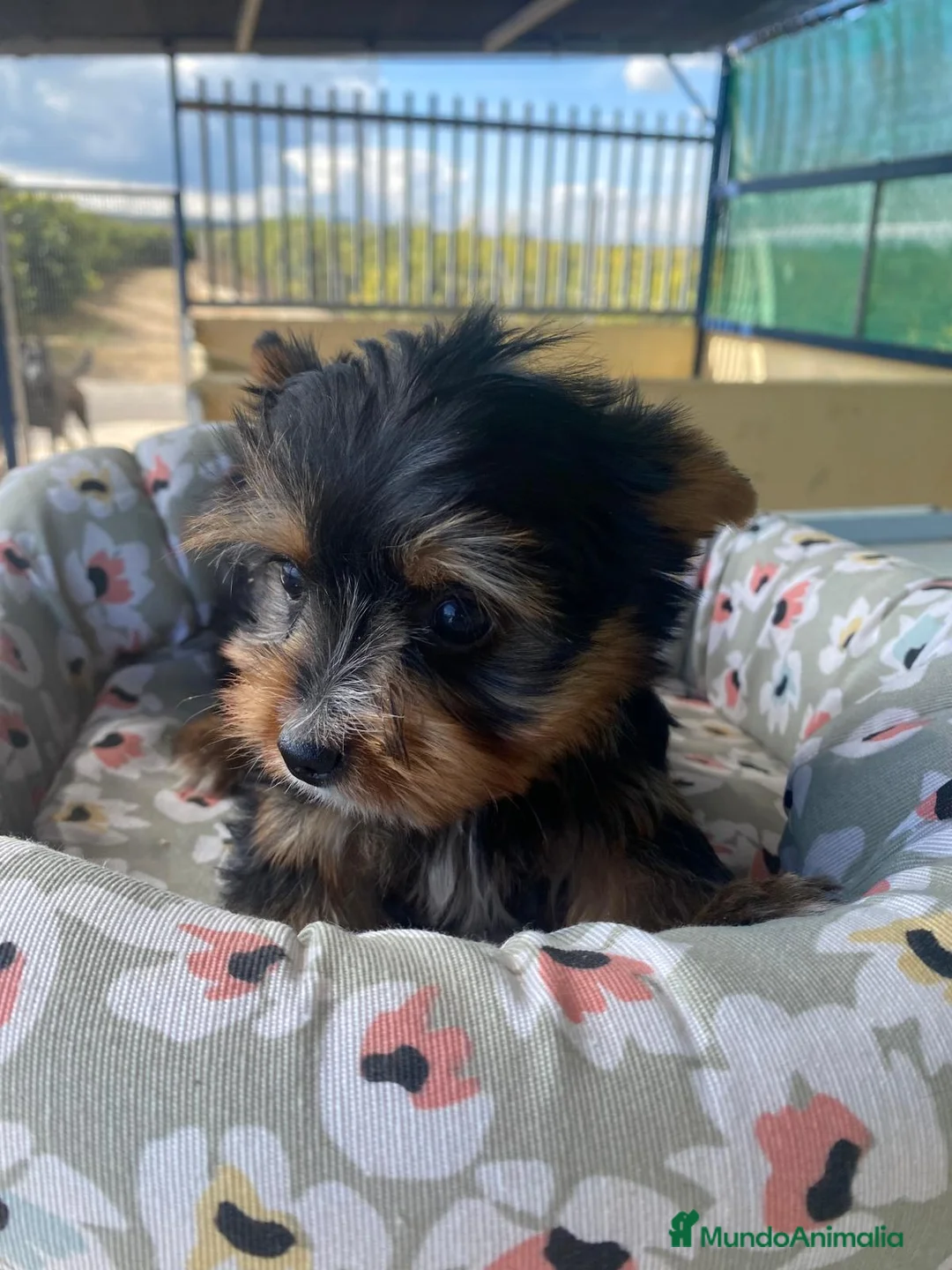 Yorkshire Terrier perros en venta: CACHORRITOS DE YORKSHIRE - Anuncio 2