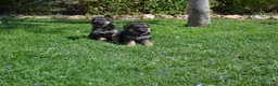 Pastor Alemán perros en venta: PASTOR ALENÁN - Anuncio 2