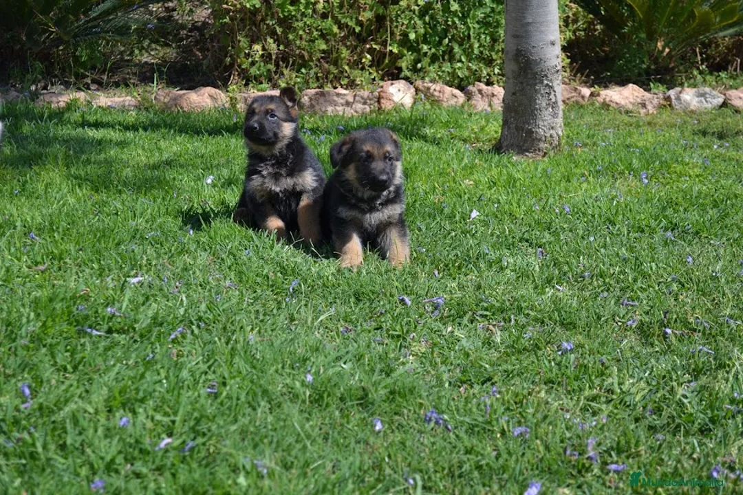 Pastor Alemán perros en venta: PASTOR ALENÁN - Anuncio 2