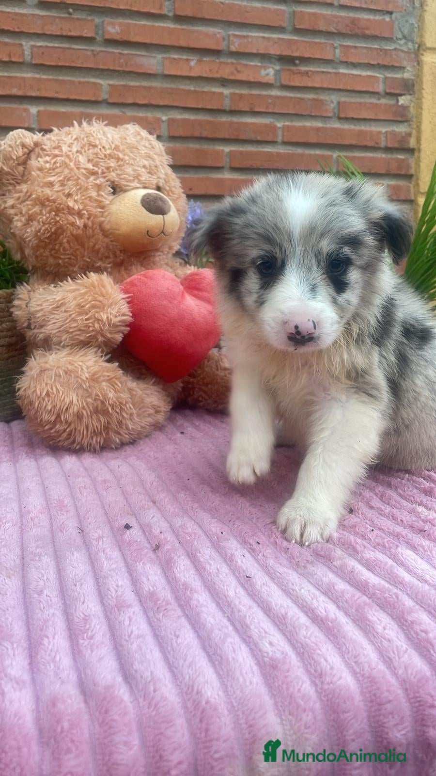 Border Collie perros Border collie merle. Machos  - Anuncio 1