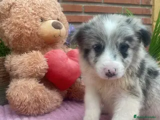 Border Collie perros Border collie merle. Machos - Anuncio 1