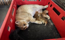 Británico de Pelo Corto gatos en venta: British shorthair golden chinchilla - Imagen 3