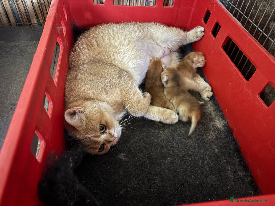 Británico de Pelo Corto gatos en venta: British shorthair golden chinchilla - Imagen 3