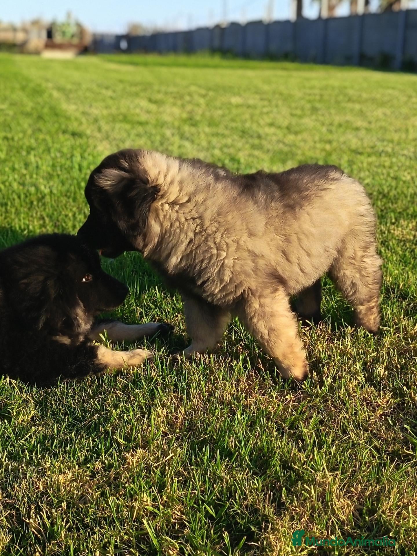 Pastor del Cáucaso perros Cachorra pastor del caucaso - Anuncio 2
