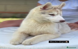 Husky Siberiano perros en venta: Cachorro adopcion - Imagen 1