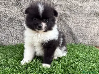 Pomerania perros Cachorro macho de lulu de Pomerania toy - Anuncio 1