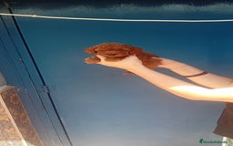 Caniche Toy perros en venta: ‼️‼️CANICHE TOY ROJOS HEMBRAS 50% ASIÁTICOS - Imagen 4