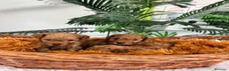 Caniche Toy perros en venta: CANICHE TOY-ENTREGA EN SEPTIEMBRE - Anuncio 10