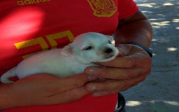 Bichón Maltés perros en venta: Camada de bichón maltés toy - Imagen 2