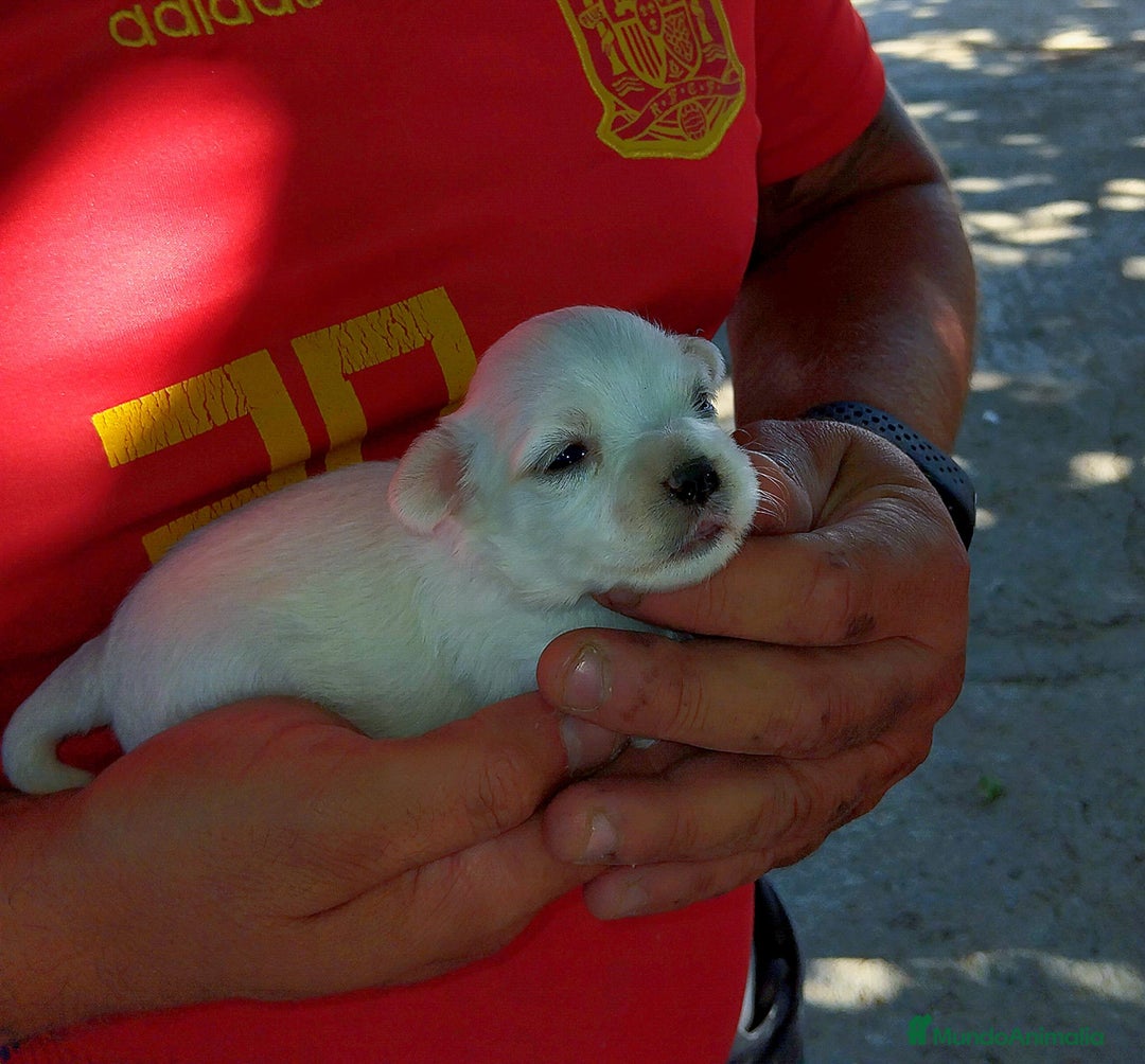 Bichón Maltés perros en venta: Camada de bichón maltés toy - Imagen 2