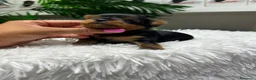 Yorkshire Terrier perros en venta: YORKSHIRE TERRIER - Anuncio 14