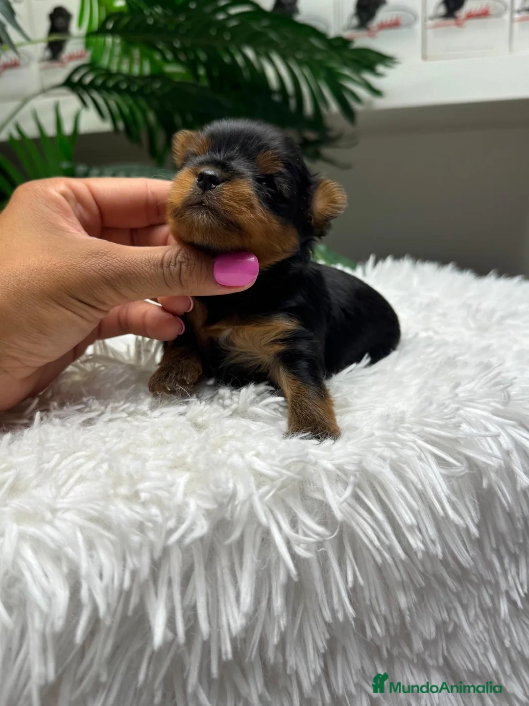 Yorkshire Terrier perros en venta: YORKSHIRE TERRIER - Anuncio 14