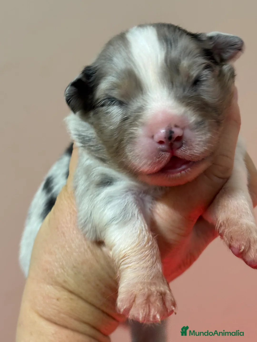 Pastor Australiano perros en venta: Cachorros pastor australiano  - Anuncio 3