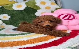 Caniche Toy perros en venta: Caniche Toy Rojo Hembra  - Imagen 4