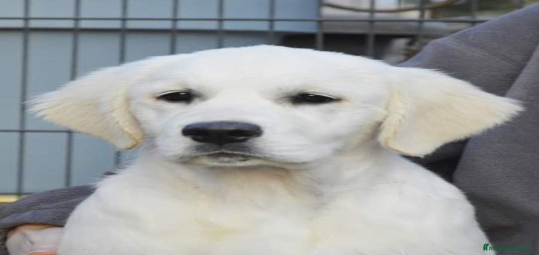 Imagen de galería {{count}}