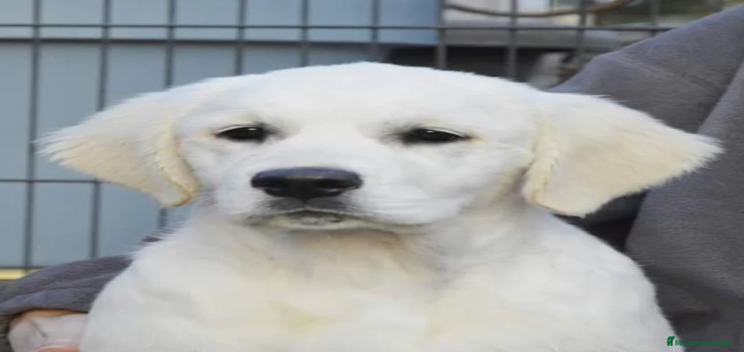 Imagen de galería {{count}}