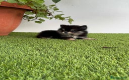 Pomerania perros en venta: POMERANIA HEMBRA DISPONIBLE - Imagen 6
