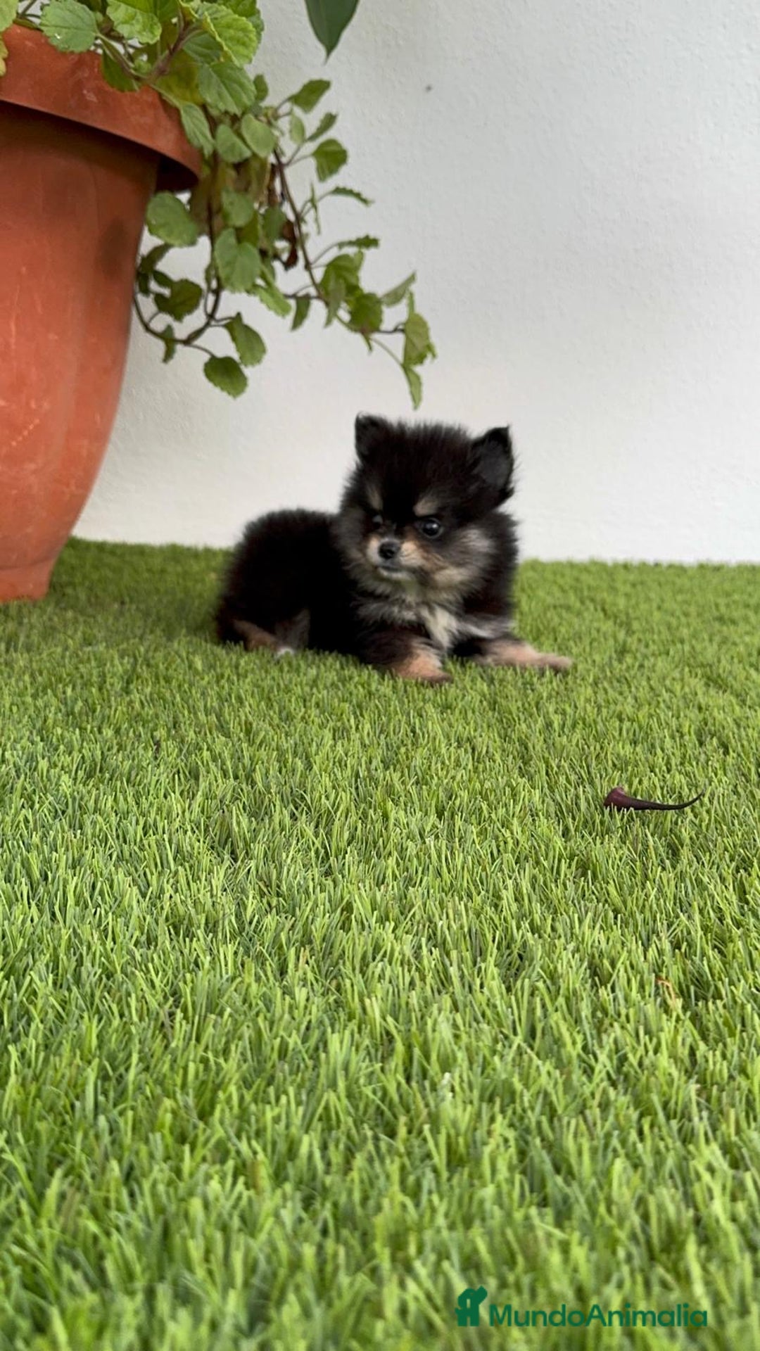 Pomerania perros en venta: POMERANIA HEMBRA DISPONIBLE - Imagen 6