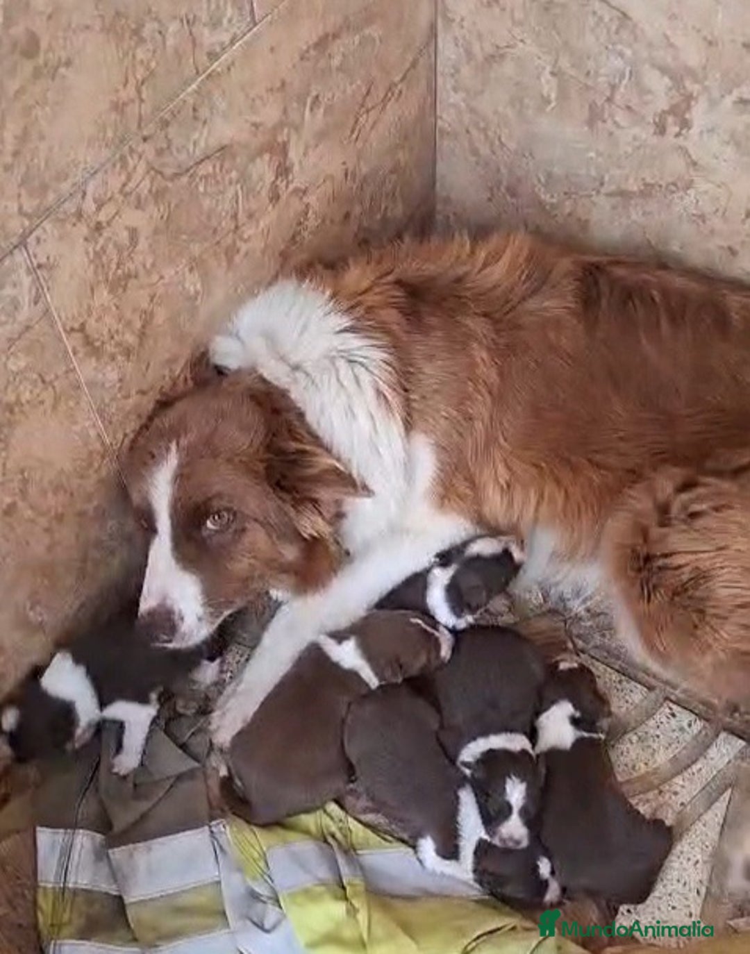 Border Collie perros en venta: Border collie  - Imagen 5