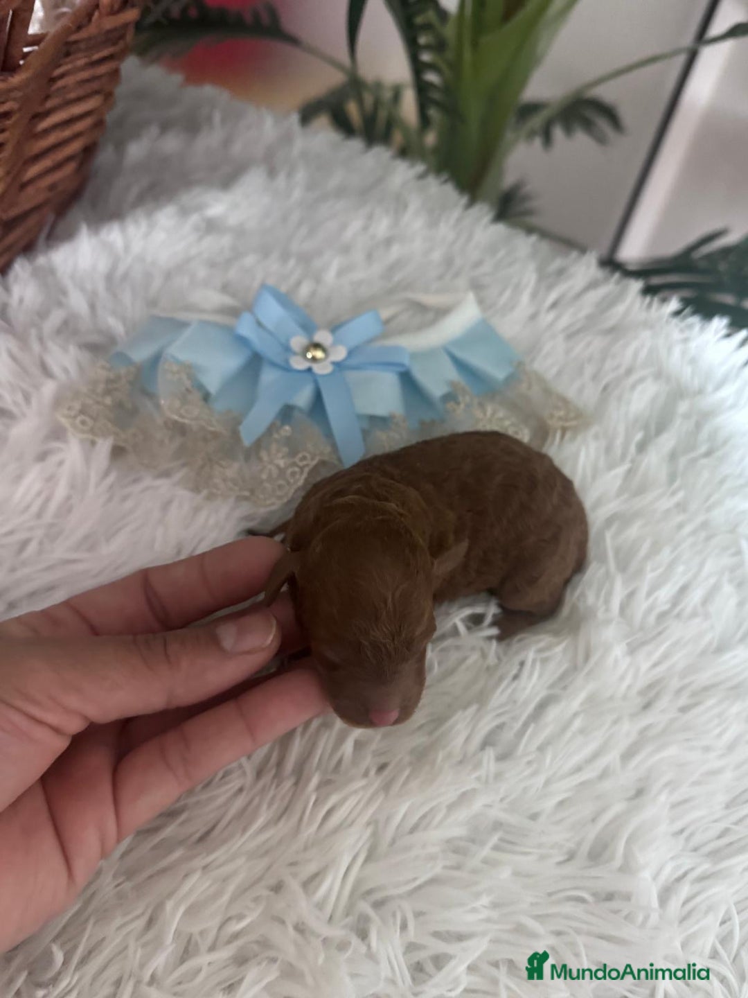 Caniche Toy perros en venta: Caniche rojo - Anuncio 10