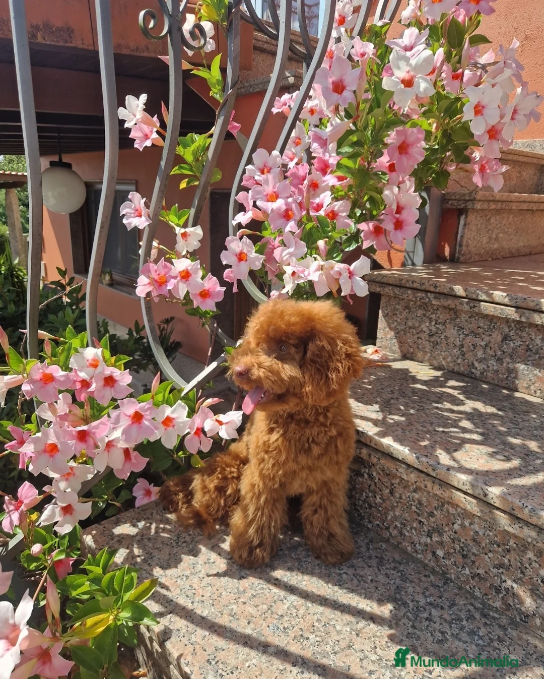 Caniche Toy perros en venta: Caniche toy rojo. - Anuncio 7