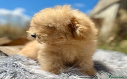 Caniche Toy perros en venta: Caniche apricot - Imagen 3