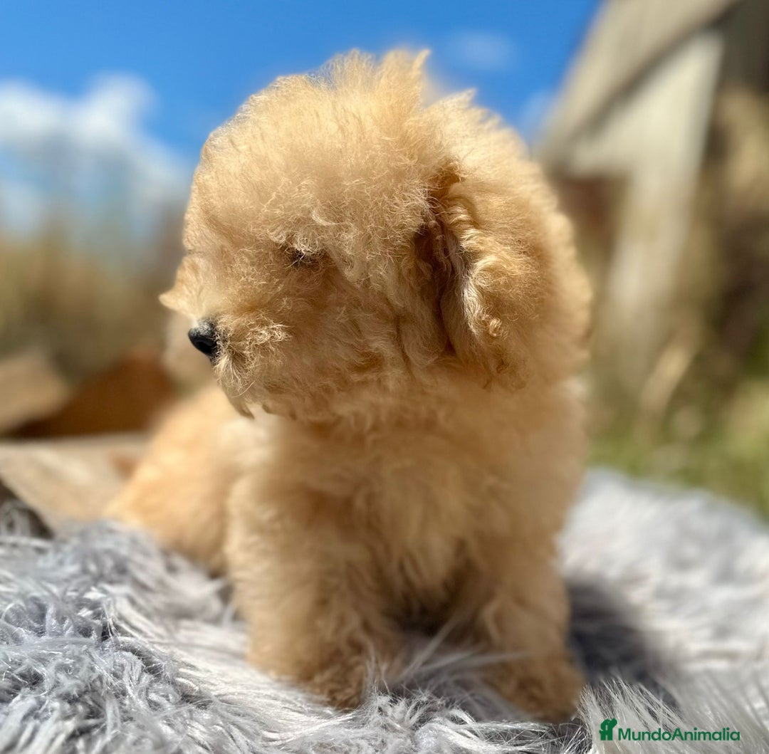 Caniche Toy perros en venta: Caniche apricot - Imagen 3