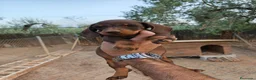 Teckel Miniatura perros en venta: Teckel miniatura  - Anuncio 1