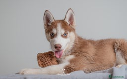 Husky Siberiano perros en venta: Cachorros SIBERIAN HUSKY - Imagen 3