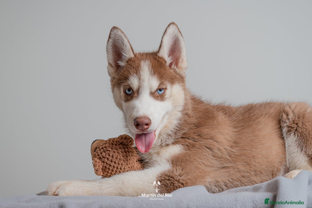 Husky Siberiano perros en venta: Cachorros SIBERIAN HUSKY - Imagen 3