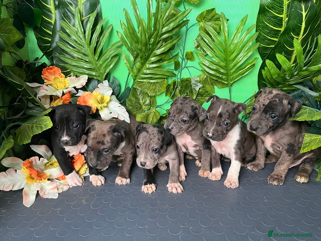 American Pit Bull Terrier perros en venta: Cachorros de PitBull  - Anuncio 1