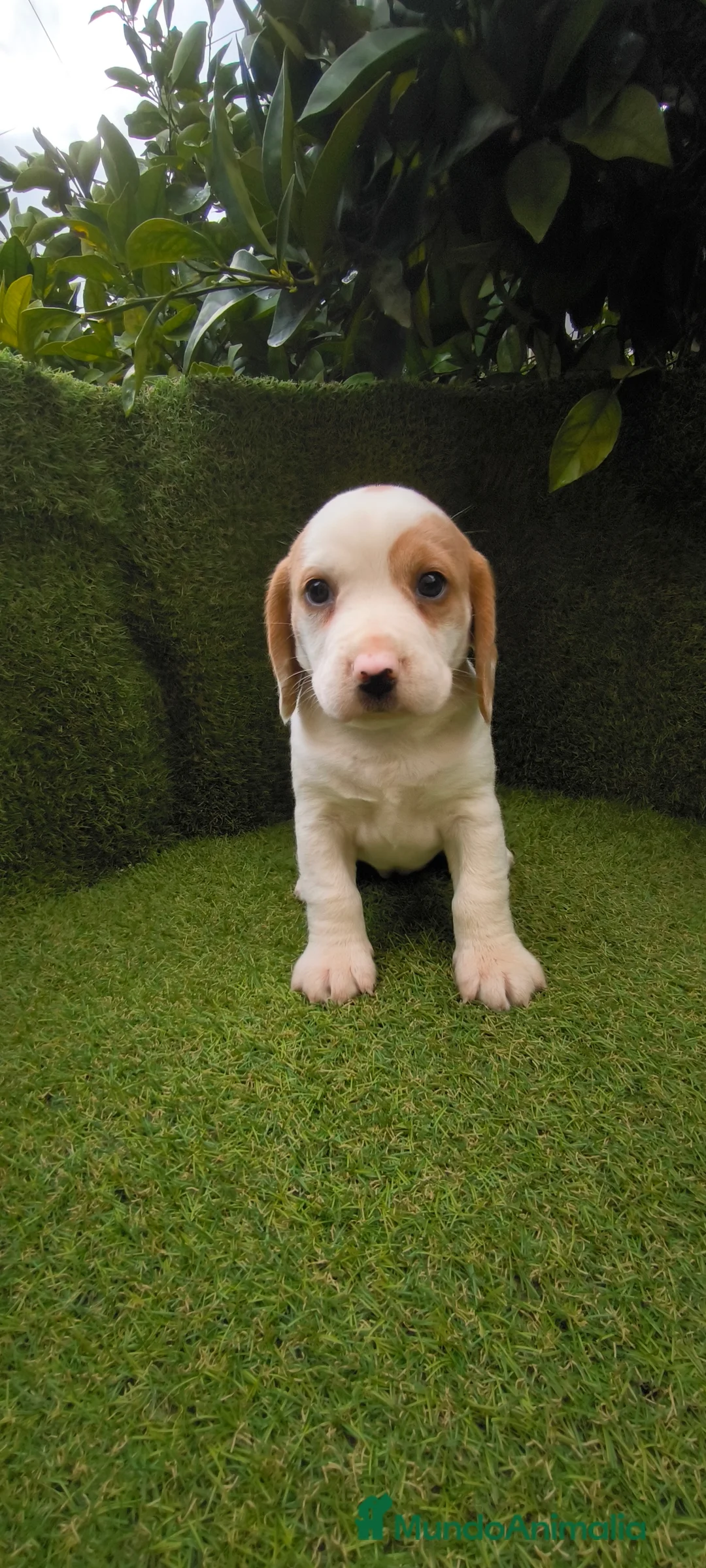 Beagle perros en venta: Beagles tricolor y bicolor  - Anuncio 9