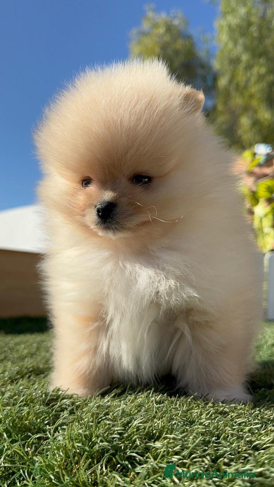 Pomerania perros en venta: POMERANIA CARA DE OSITO - Anuncio 18