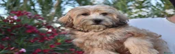 Morkie perros en venta: PRECIOSO MORKIE DISPONIBLE 🐻🤍 en Murcia - Anuncio 4