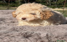 Maltipoo perros en venta: Maltipoo f2  - Imagen 1