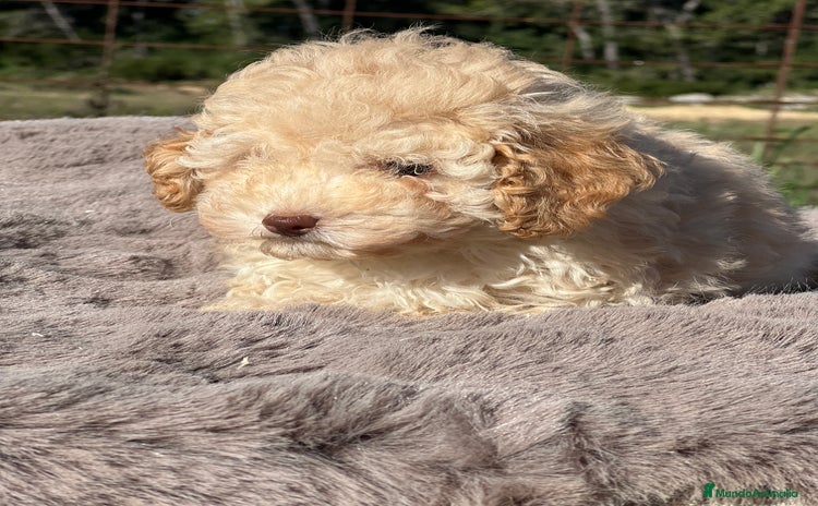 Maltipoo perros - Anuncio 2
